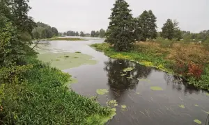 Malowniczy widok na rzekę w okolicach Kalisza, z bujną zielenią i brzezinami w tle.